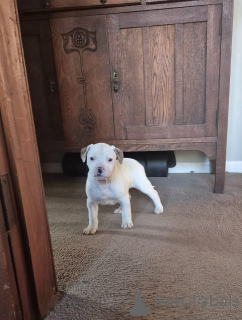 Фото №2 к объявлению №144559 о продаже американского бульдога - купить в Германии заводчик