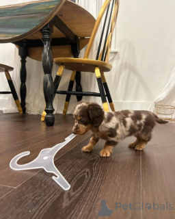 Фото №1.  - купить в Бранденбург за Бесплатно. Объявление №150843