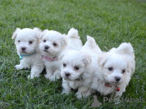 Фото №3. Cute Maltese puppies available for free adoptoin.  Германия