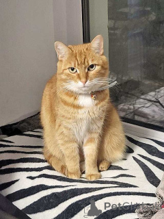 Фото №3. Воспитанная интеллигентная рыжая кошечка Алиса ищет дом. Россия