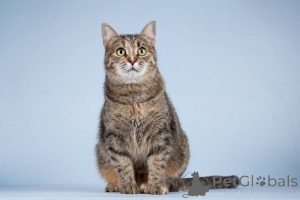 Фото №1.  - купить в Химках за Бесплатно. Объявление №151250