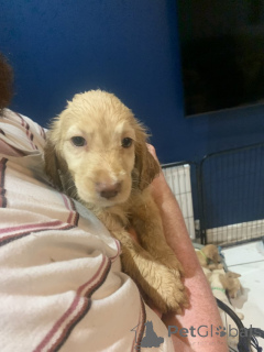 Фото №1. золотистый ретривер - купить в Желерог за 27830₽. Объявление №157678