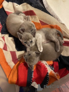 Фото №1. бурма - купить в Григишксс за 35251₽. Объявление №160652