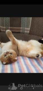 Фото №2 к объявлению №136922 о продаже шотландская (скоттиш страйт) - купить в России заводчик