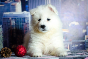 Фото №1. самоедская собака - купить в Магнитогорске за договорная. Объявление №4141