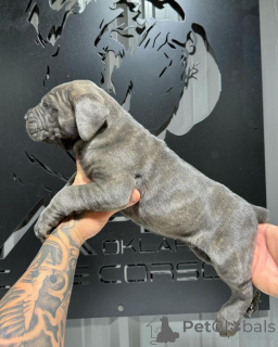 Фото №2 к объявлению №155089 о продаже кане-корсо - купить в Ирландии заводчик