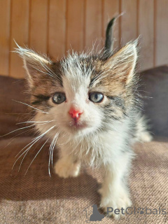 Фото №4. Продам  в Москова частное объявление - цена Бесплатно