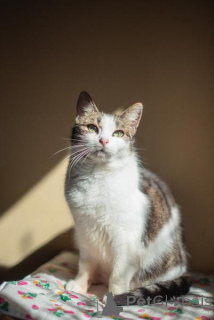 Фото №4. Продам  в Химках из приюта - цена Бесплатно