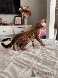 Фото №1. бенгальская - купить в Ветзикон за 69575₽. Объявление №152753