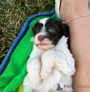 Фото №3. Portugiesischer Wasserhund Welpen Zur усыновление.  Португалия