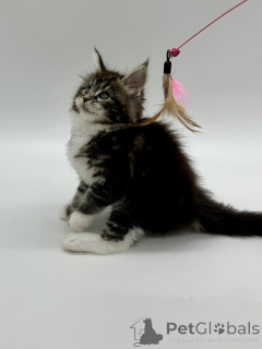 Фото №3. Мейн кун девочка. Украина