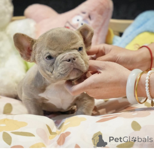 Фото №2 к объявлению №144359 о продаже  - купить в Германии частное объявление, заводчик