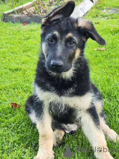 Фото №1. восточноевропейская овчарка - купить в Солигорске за 63777₽. Объявление №150132