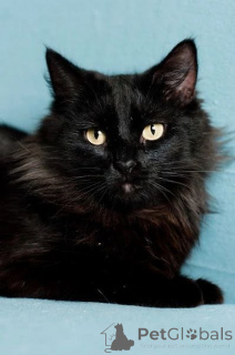 Фото №3. Имана озорной хвостик. Беларусь