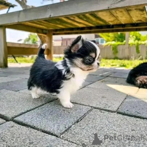 Фото №4. Продажа чихуахуа в Хельсинки частное объявление, из приюта, заводчик - цена 46384₽