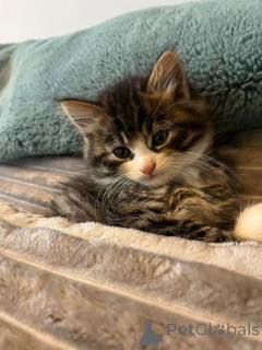 Фото №3. Сибирские котята. США