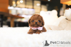 Фото №4. Продажа пуделя (той) в Чарльстон заводчик - цена договорная