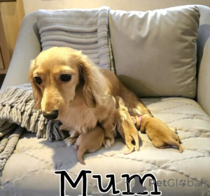 Фото №3. Потрясающая длинношерстная кремовая такса.  США