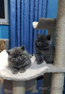 Фото №1. европейская короткошерстная - купить в Аустхойзер за 46384₽. Объявление №161405