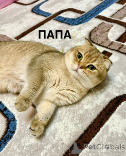 Фото №4. Продам шиншиллу кошку в Ташкенте частное объявление - цена 46384₽