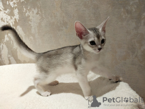 Фото №3. ABY silver абиссинский котенок чёрное серебро. Россия
