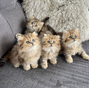 Фото №2 к объявлению №140658 о продаже персидская - купить в США частное объявление