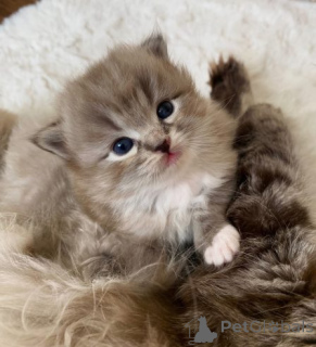 Фото №3. Parduodamas žavingas Ragdoll veislės kačiukas.. Литва