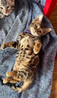 Фото №1. бенгальская - купить в Товар за 32468₽. Объявление №153481