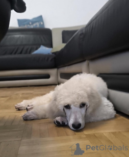 Фото №4. Продажа пуделя (королевского) в Белграде заводчик - цена 111320₽