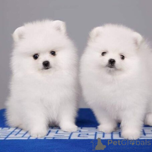 Фото №2 к объявлению №115913 о продаже померанского шпица - купить в Германии заводчик