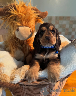 Фото №3. Встречайте маленького льва Лео с сердцем, полным любви, и глазами, полными.  Финляндия