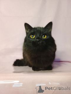 Фото №2 к объявлению №160285 о продаже  - купить в России частное объявление