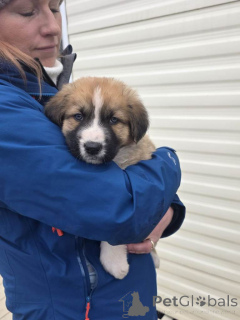 Фото №4. Продажа алано в Belfast  - цена 35251₽