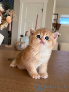 Фото №3. Мягкие лапки, светлый дух.. Франция