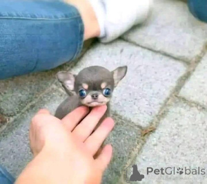 Фото №3. Щенки чихуахуа уже доступны. Бизнес WhatsApp447400576553.  Финляндия