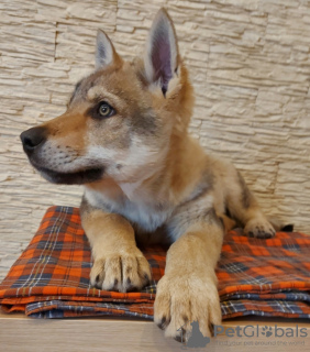 Фото №1. чехословацкая волчья собака - купить в Солигорске за 82621₽. Объявление №37343