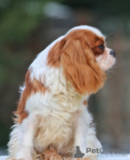 Фото №3. Cavalier King Charles Spaniel Puppy.  США