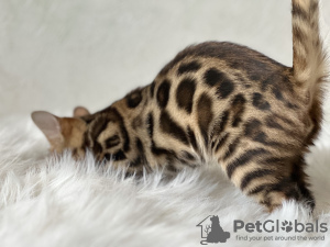 Дополнительные фото: Wunderschöner Bengal-Junge und-Mädchen