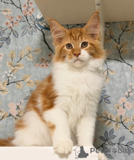 Фото №3. *TICA REG* КОТЯТА ИМБИРНОГО МЕЙН-КУНА. США