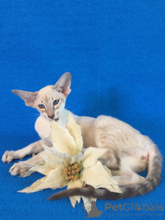 Фото №3. Ориентальная кошка с голубыми глазами. Россия