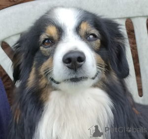 Фото №3. Красивый миниатюрный блю-мерль МАС.  Польша