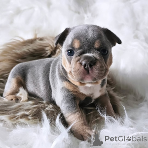 Фото №4. Продажа французского бульдога в Париже частное объявление, из приюта - цена 231918₽