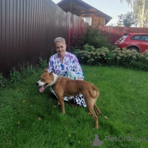 Фото №4. Продажа беспородную в Москве реке частное объявление - цена Бесплатно