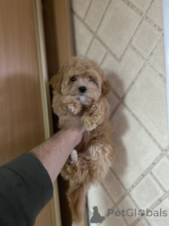 Фото №4. Продажа мальтипу в Киеве частное объявление - цена договорная