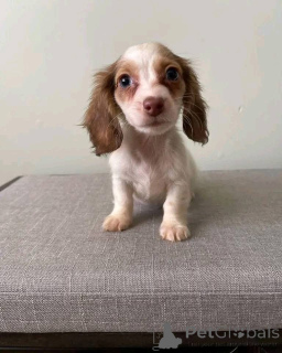 Фото №1.  - купить в Аарберген за 53921₽. Объявление №161308