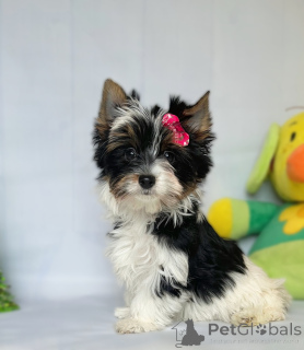 Фото №1.  - купить в Тбилиси за Бесплатно. Объявление №160376