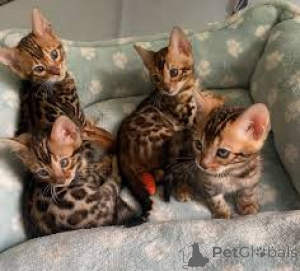 Фото №1.  - купить в Будапешт за договорная. Объявление №159398