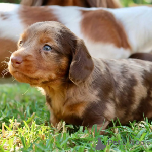 Фото №2 к объявлению №150728 о продаже таксу - купить в Германии из приюта, заводчик