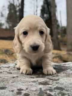 Фото №1. такса - купить в Варшаве за договорная. Объявление №163975