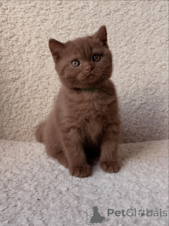 Фото №1. британская короткошёрстная - купить в Мюнхене за договорная. Объявление №165687